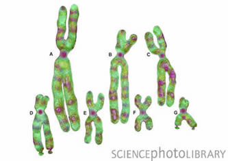 grupe hromozoma kod coveka